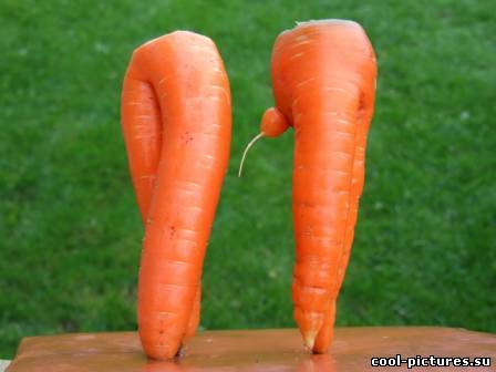 Морковное ню