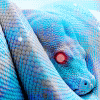 Ава синяя змея