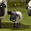 Смешная маленькая овечка