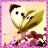 Красивая анимашка бабочки для аватарки