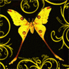 Анимационные бабочки Gif для авы