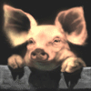 Аватарка свинья