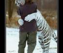 Любовь с тигром