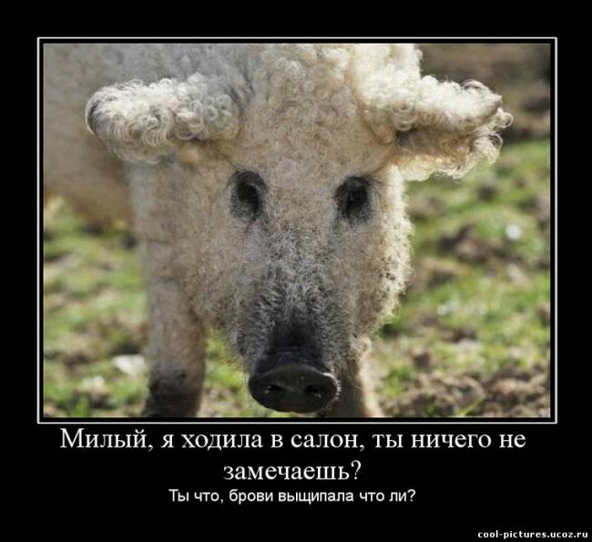 Белая кучерявая свинья
