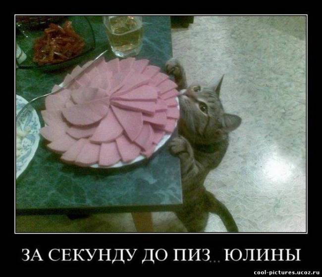 Котэ с колбасой