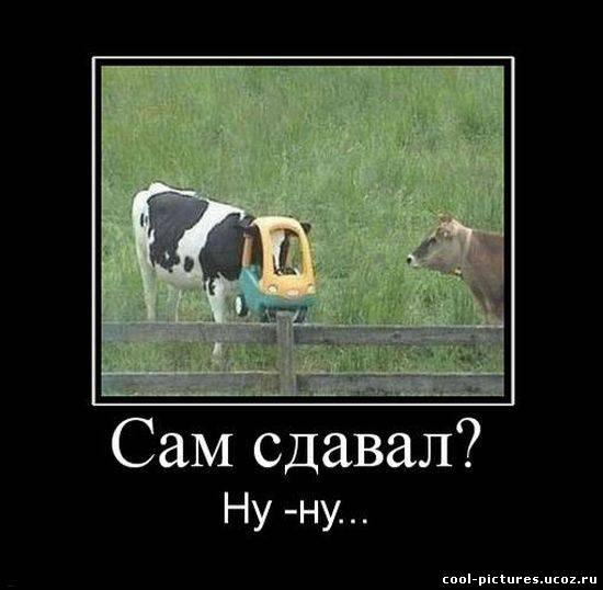 Прикольные коровы