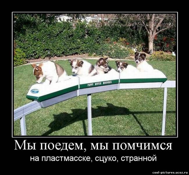 Собаки на поезде