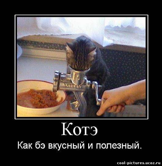 Прикольный котэ