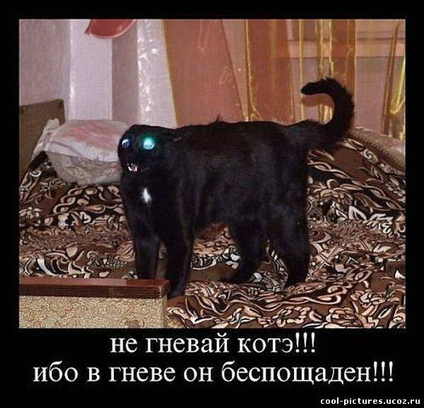 Злой котэ