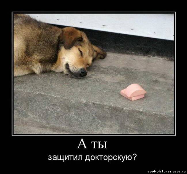 Собака с колбасой