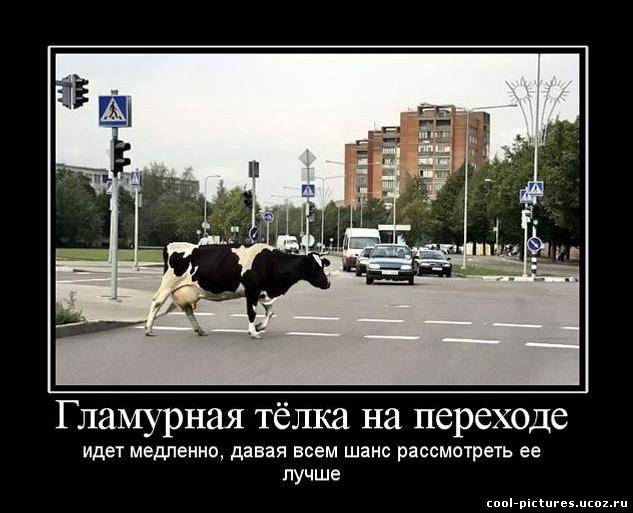 Прикольная корова