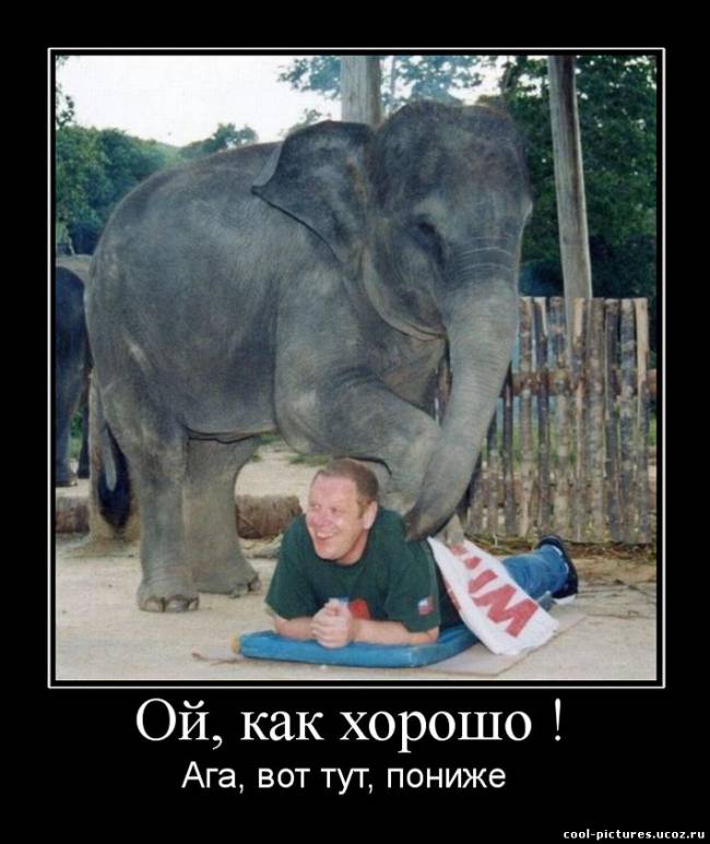 Умный слон