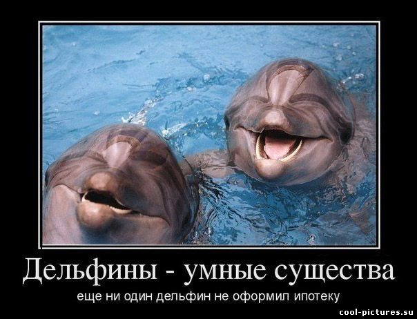 Дельфины - умные существа...