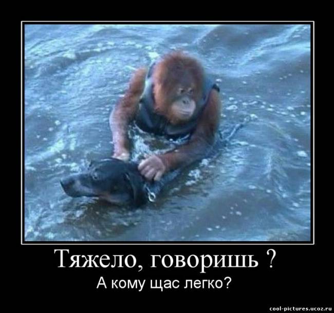 Прикольные собака и обезьяна на фото