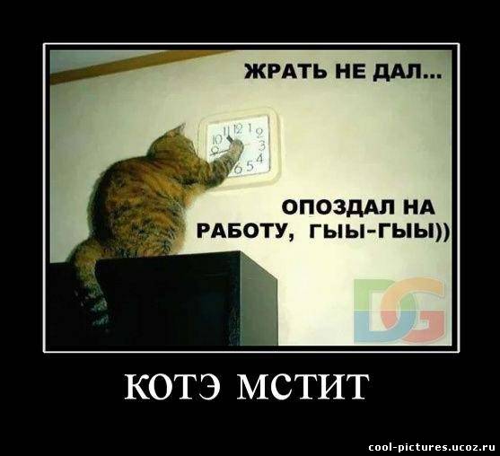 Месть кота