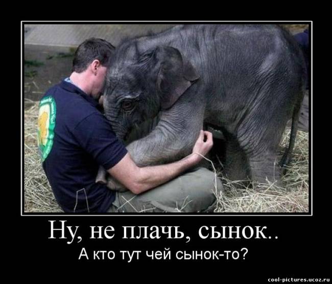 Демотиватор маленький слоненок