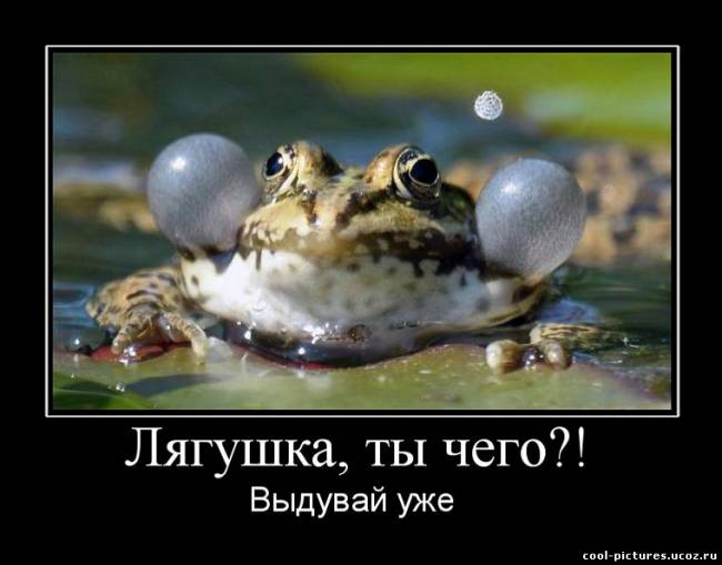 Надутая лягушка квакушка