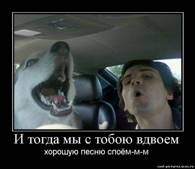 Дует собаки и человека