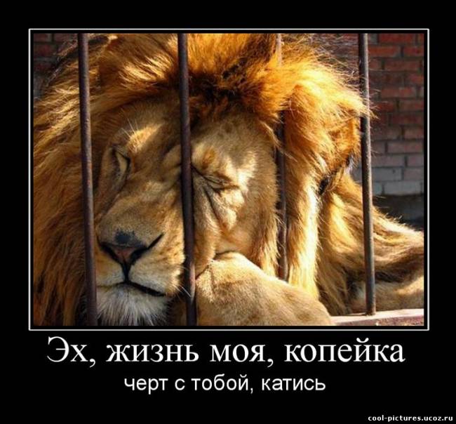 Демотиватор лев за решеткой