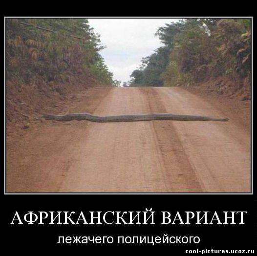 Фото самой большой змеи