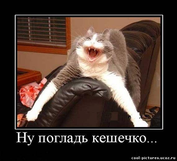 Демотиватор погладь кота