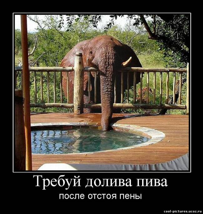 Демотиватор слон
