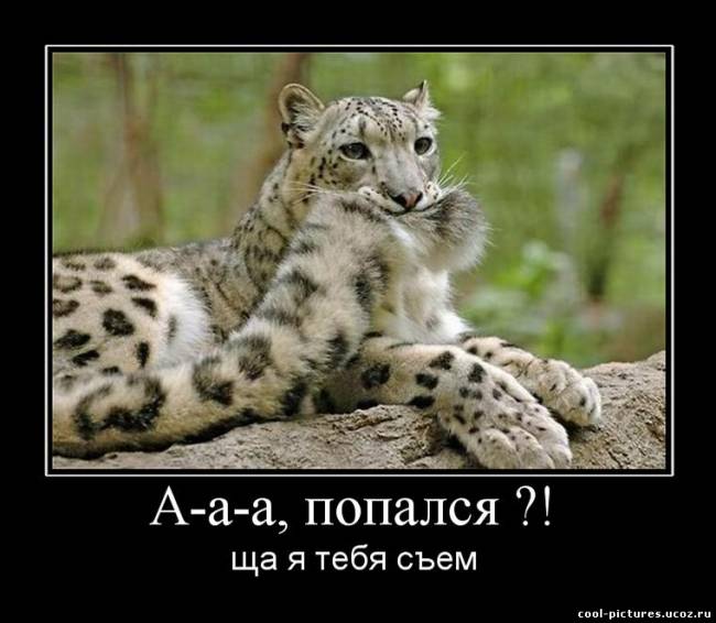 Белый гепард