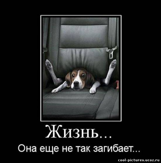 Демотиватор про жизнь собак