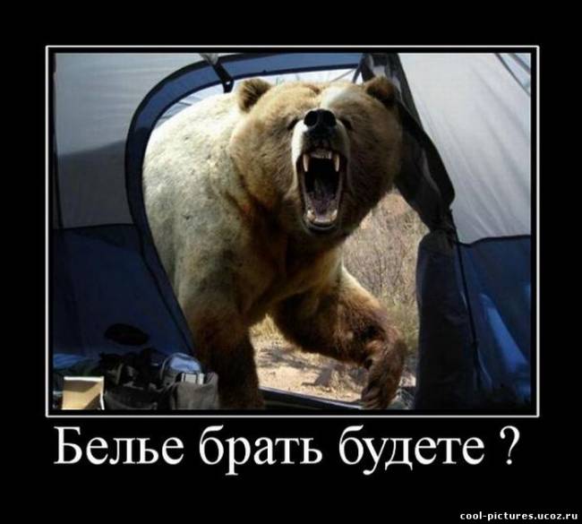 Демотиватор с медведем