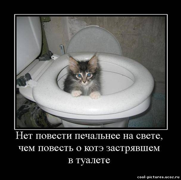 Котэ в туалете