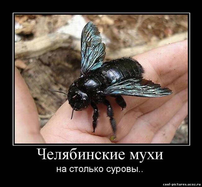 Суровый демотиватор муха