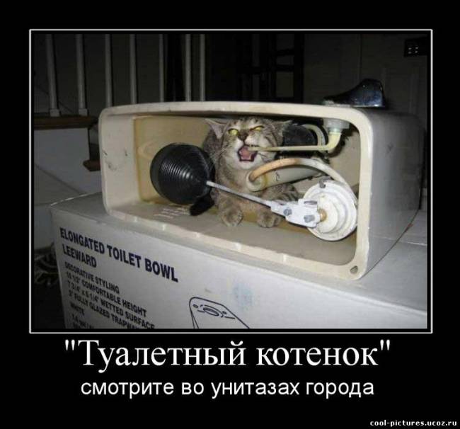 Туалетный котенок