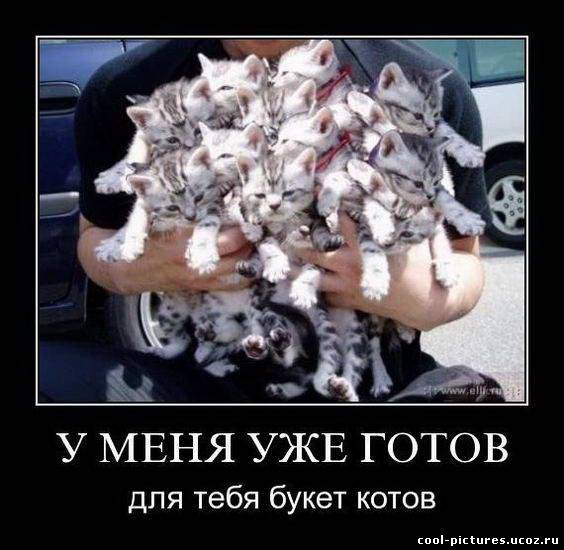 Фото много котят