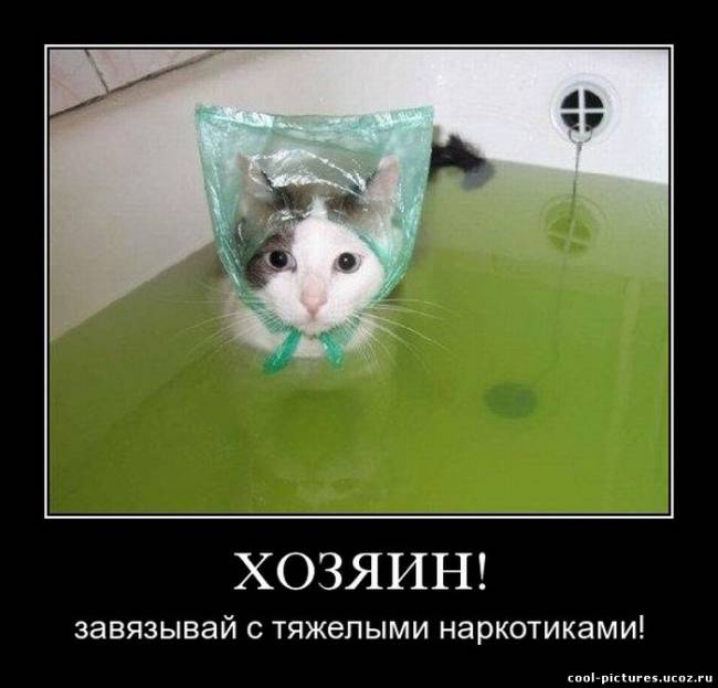 Лучшие демотиваторы про котэ