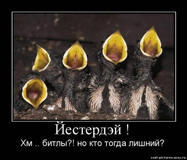 Демотиватор птицы