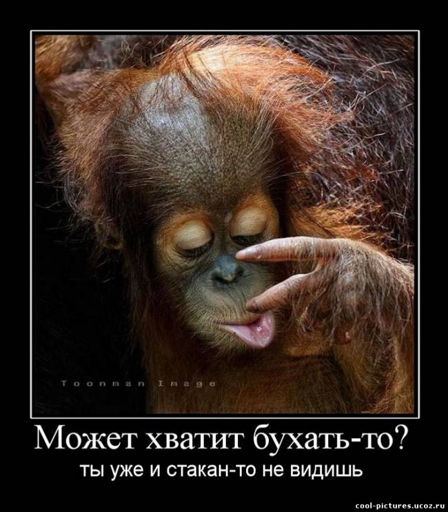 Демотиватор бухло и обезьяна