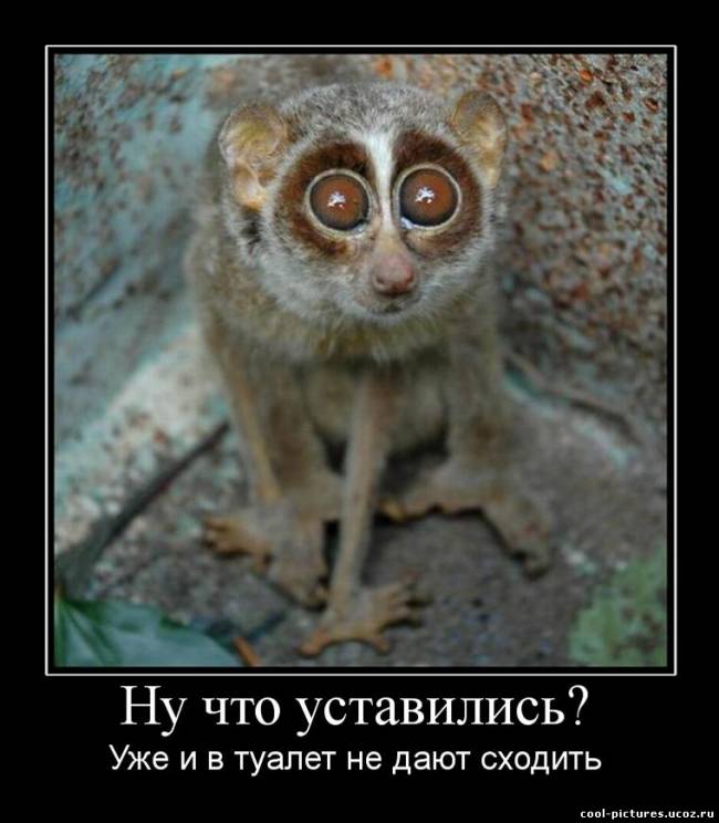 Чудной зверек фото