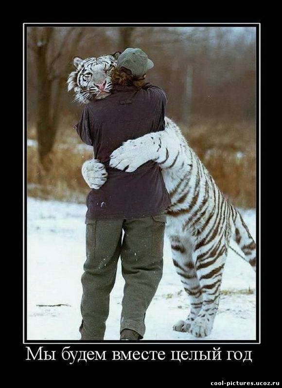 Любовь с тигром