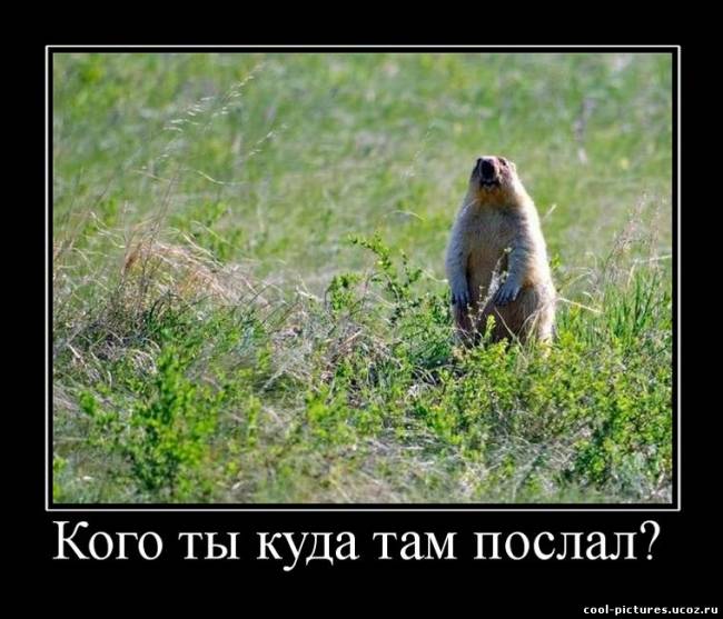 Маленький зверек шнырёк