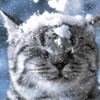 Картинка кот под снегом
