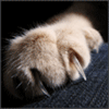 Анимированные когти кота