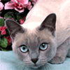 Кошка с анимированными глазами