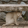 Картинка котшки 3d для авки