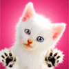 Красивые GIF аватарки кошки