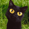 Черная кошка с большими глазами