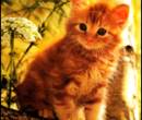 Ава рыжий котенок