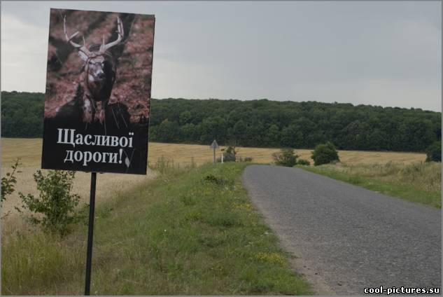 Фото счастливой дороги