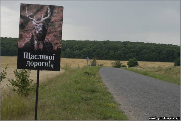 Фото счастливой дороги