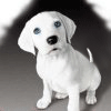 Черно белая собака на аву