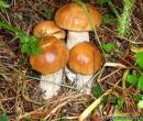 Прикольные картинки грибов